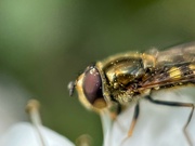 13th Apr 2023 - Pollenator