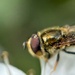 Pollenator by gaillambert