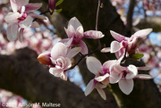 13th Apr 2023 - Rita's Magnolia