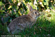 13th Apr 2023 - Backyard Bunny