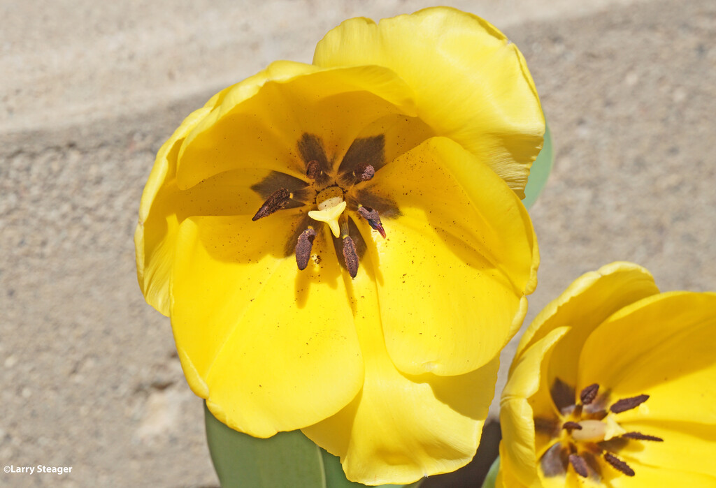 Yellow Tulip by larrysphotos