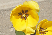 13th Apr 2023 - Yellow Tulip