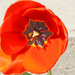 Red Tulip by larrysphotos