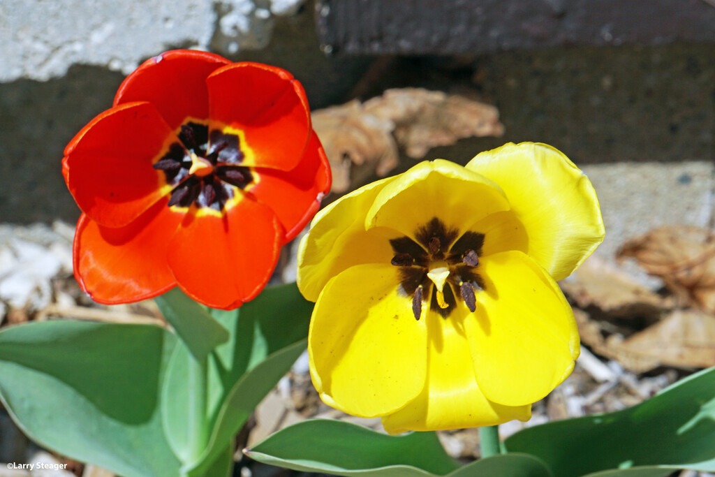 Red and Yellow Tulips by larrysphotos