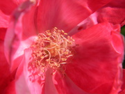 13th Apr 2023 - Pink Flower 