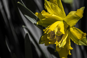 13th Apr 2023 - daffodil