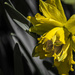 daffodil by darchibald