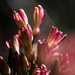 hyacinth by darchibald