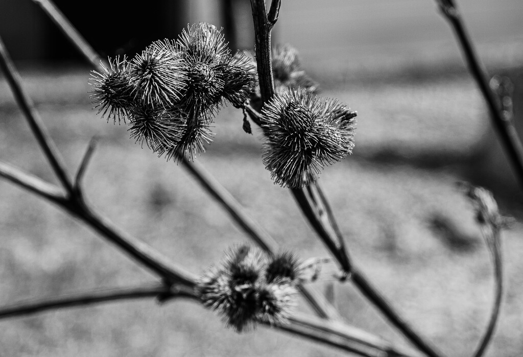 burrs by darchibald