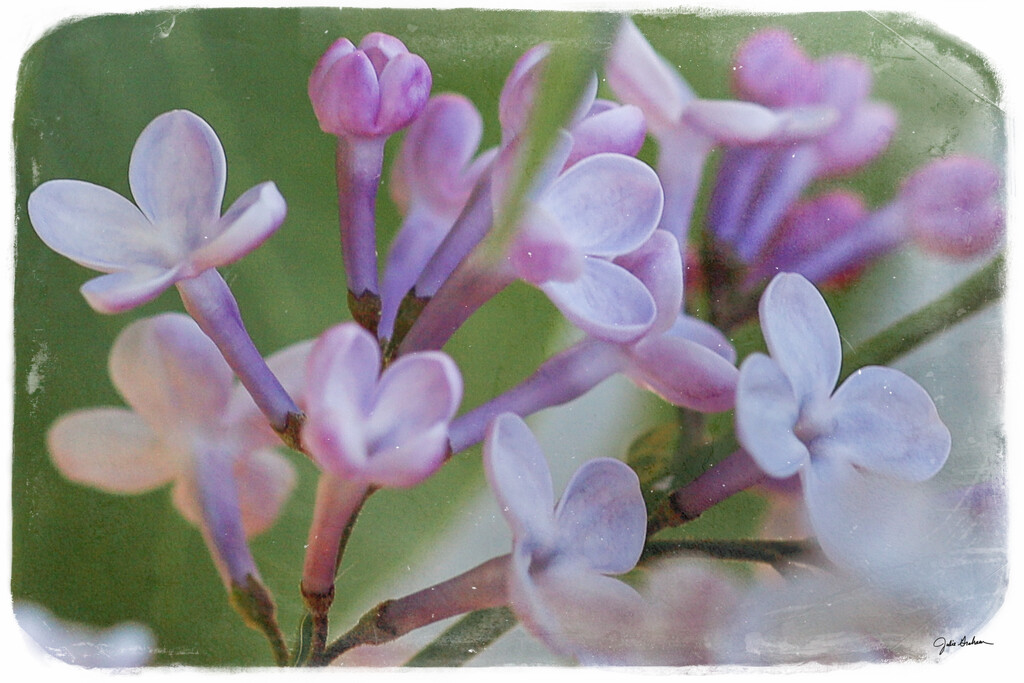 Soft Lilac Blooms by 2022julieg