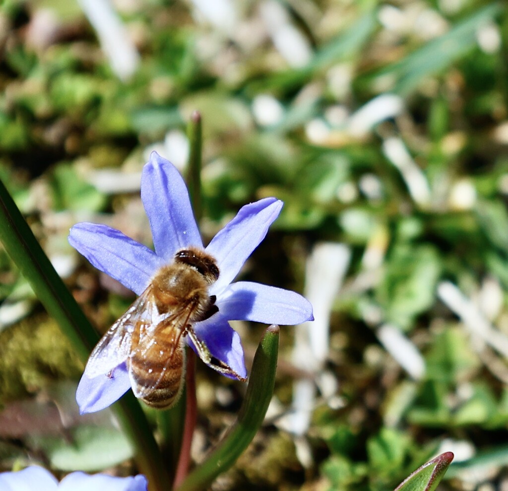 Western Honey Bee by corinnec