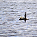 Cormorant on Buoy by stephomy