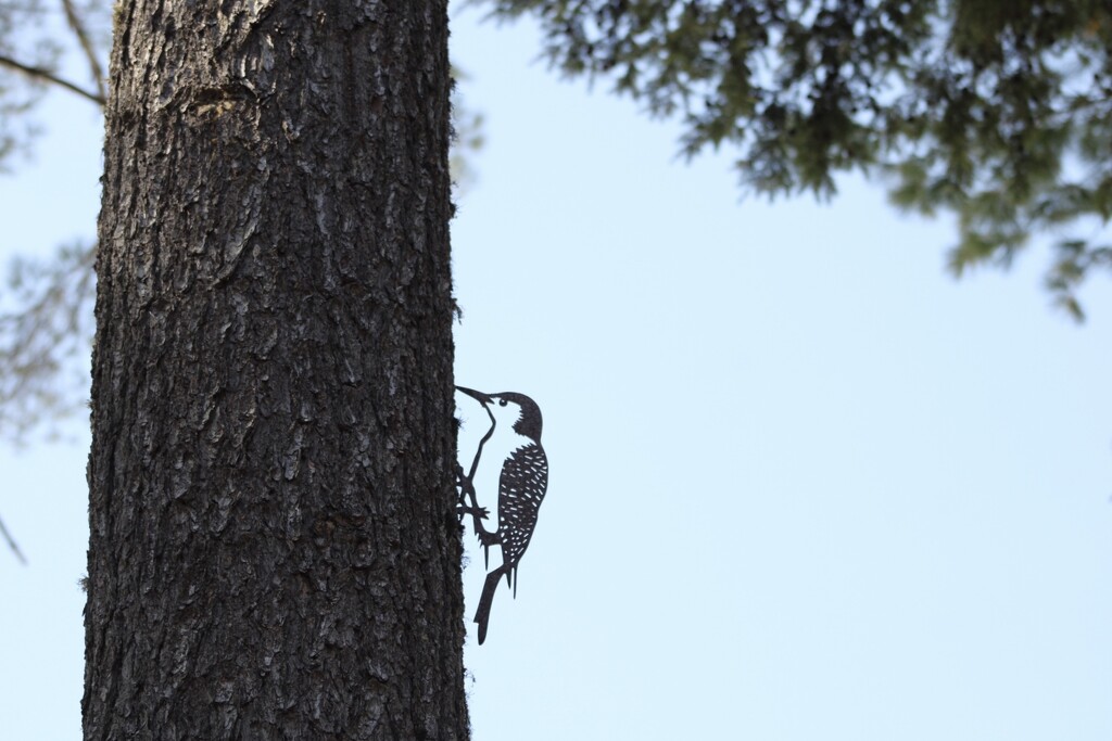 MetalBird woodpecker  by mltrotter