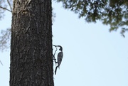 13th Apr 2023 - MetalBird woodpecker 