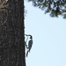 MetalBird woodpecker  by mltrotter