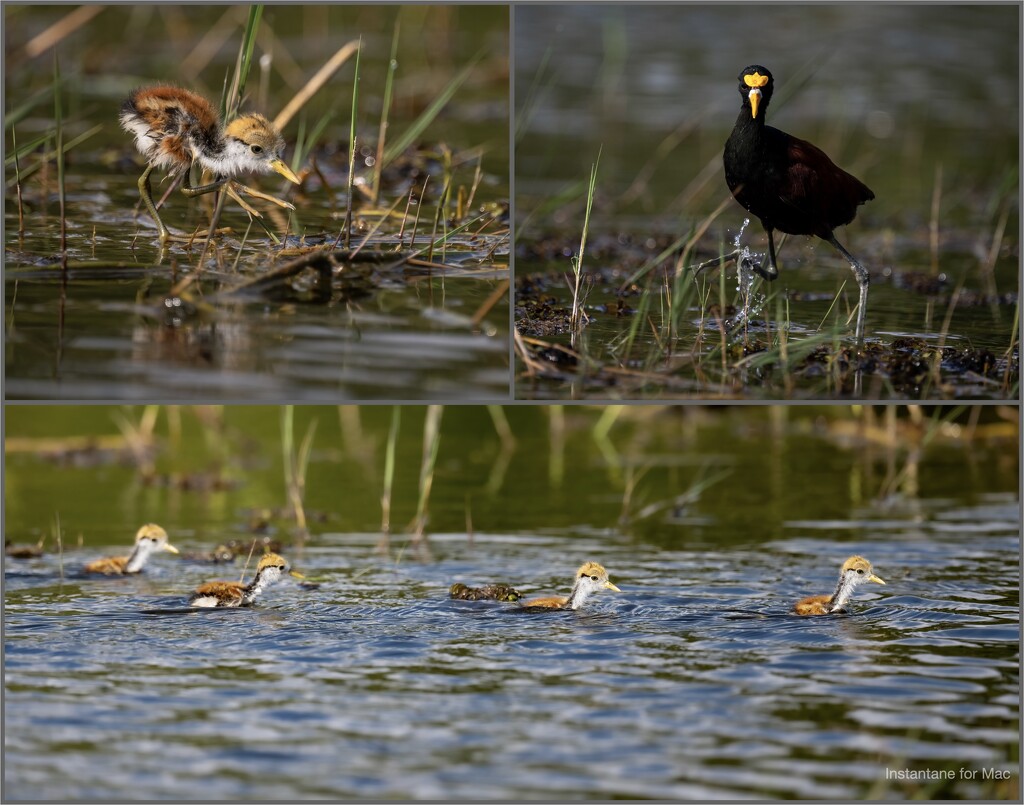 Northern Jacanas by nicoleweg