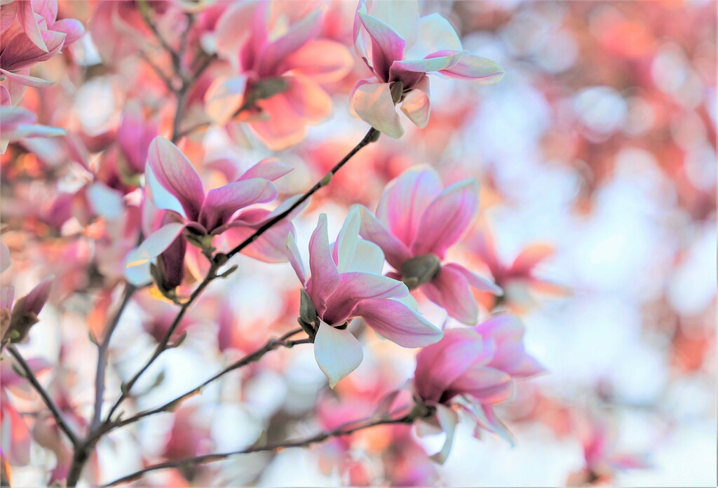 Magnolias in the Evening by lynnz