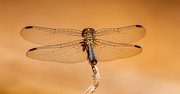13th Apr 2023 - Dragonfly!