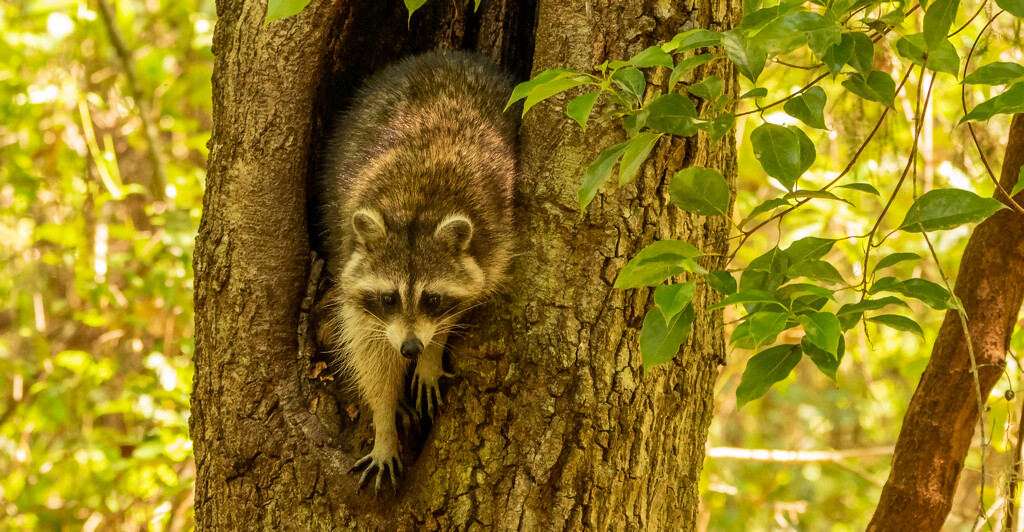 Raccoon in the Tree! by rickster549