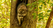 13th Apr 2023 - Raccoon in the Tree!