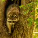 Raccoon in the Tree! by rickster549