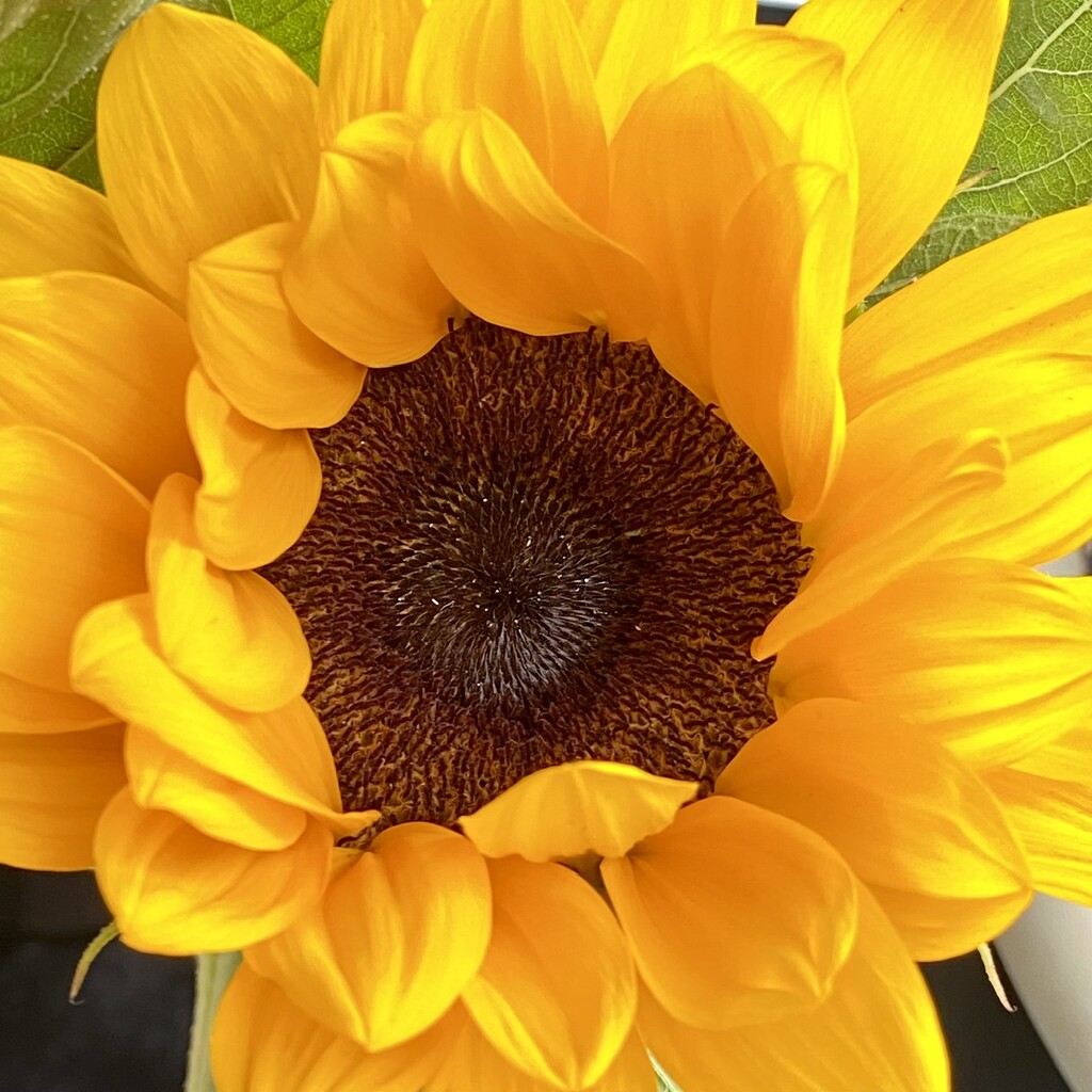 Sunflower by upandrunning