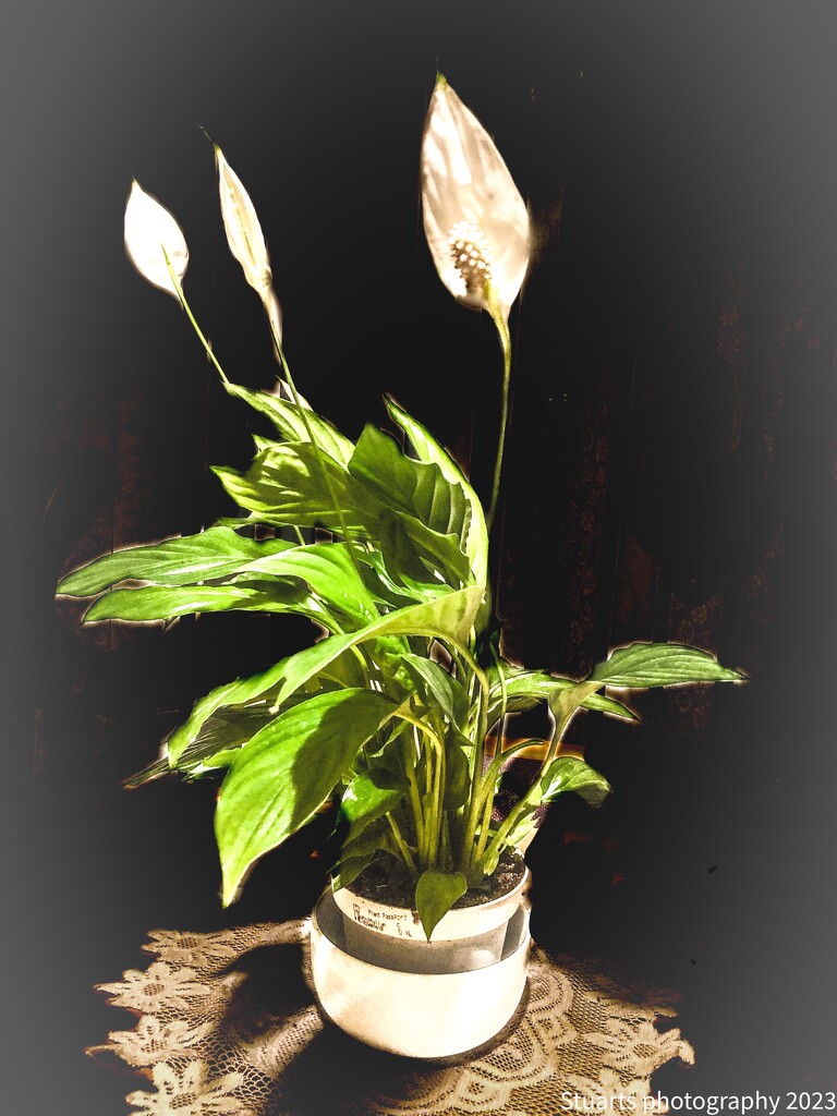 Spathiphyllum (peace lily) by stuart46