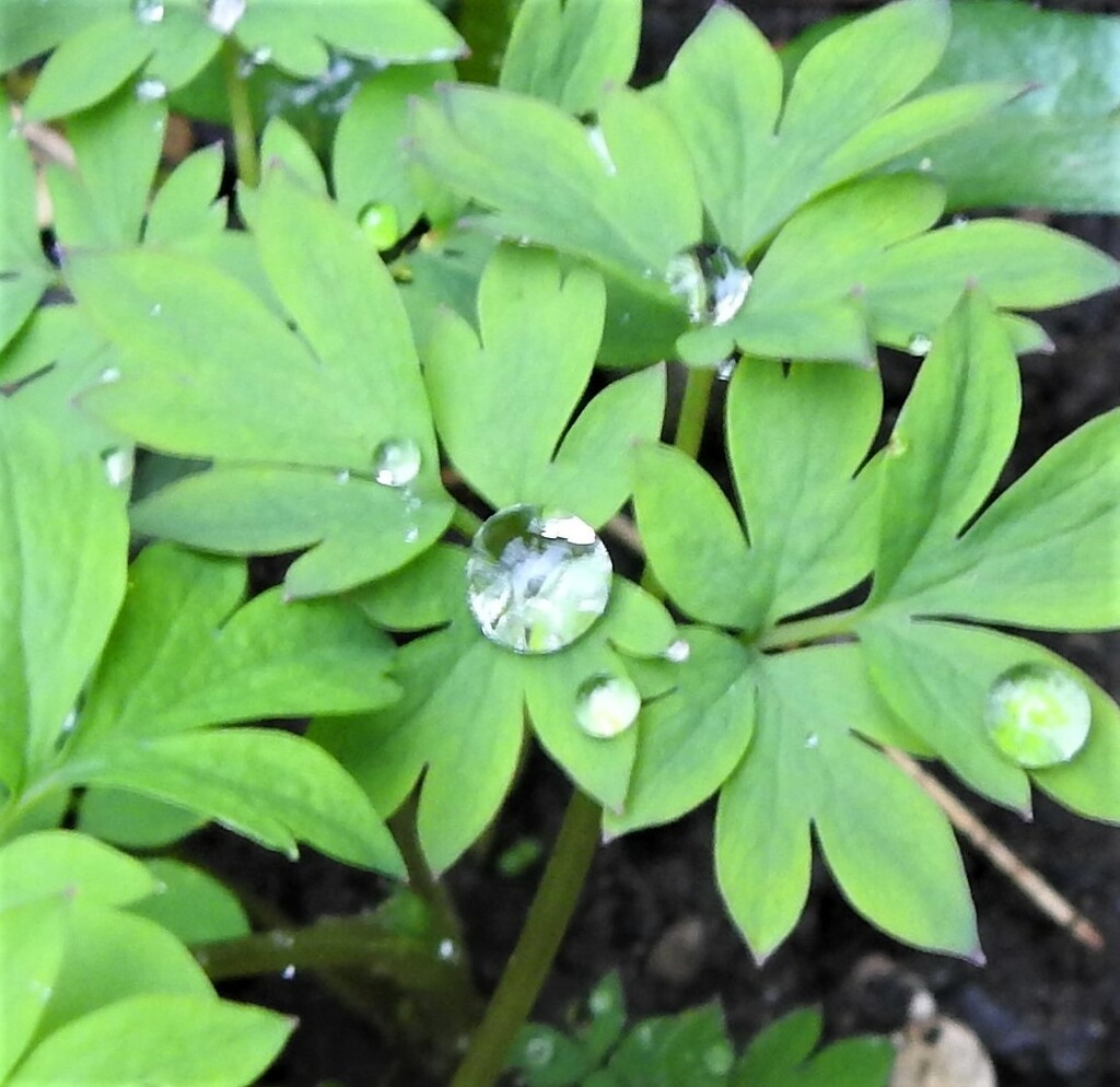 Raindrop Jewels by oldjosh