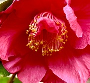14th Apr 2023 - Camellia