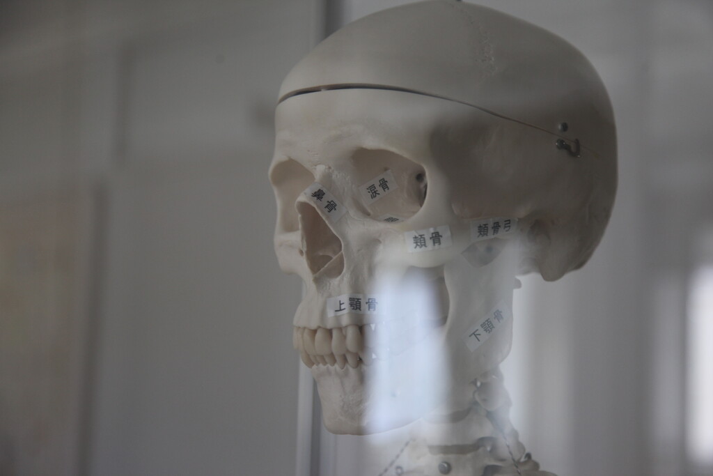 Skeleton at biology laboratory by 520