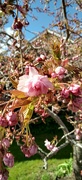 14th Apr 2023 - Cherry blossom 