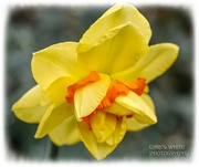 14th Apr 2023 - Frilly Daffodil