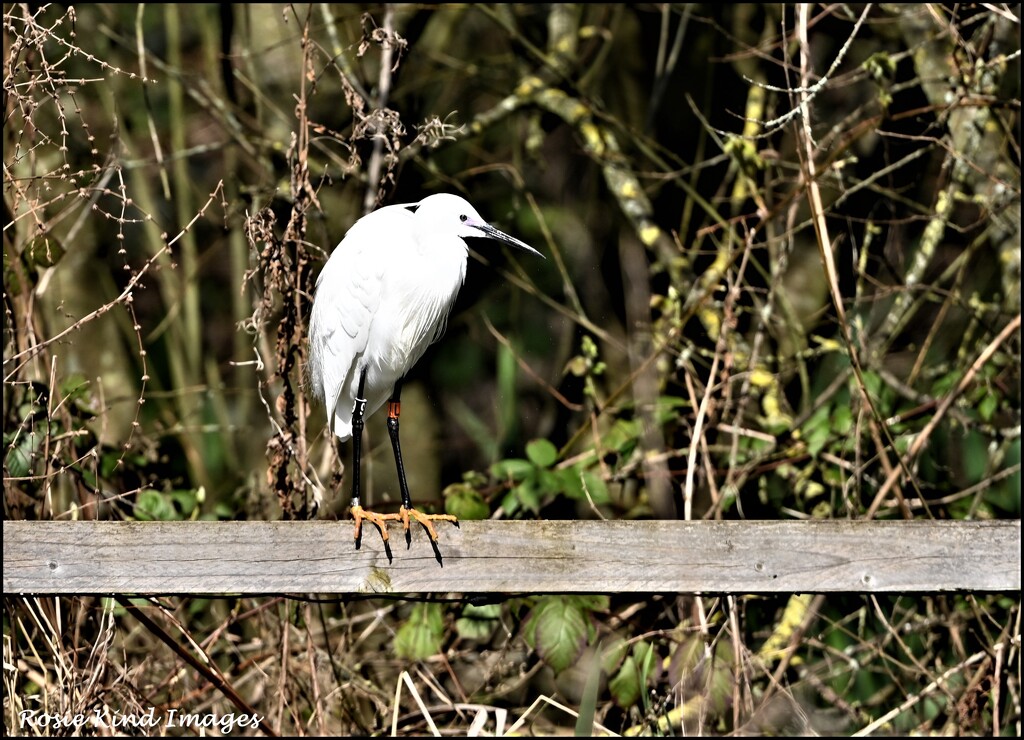 I saw this egret yesterday by rosiekind