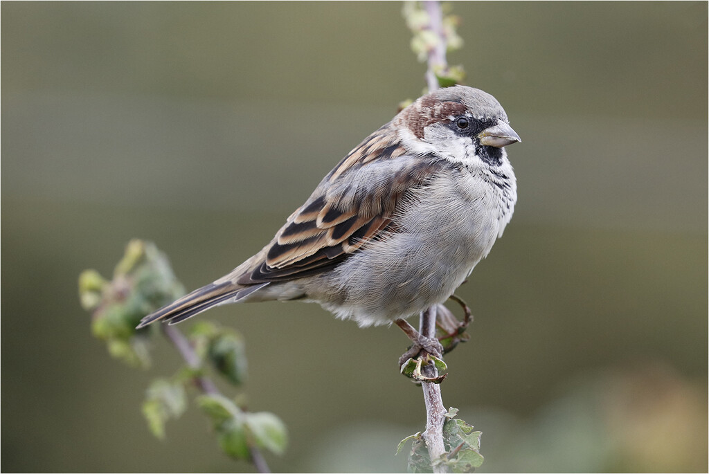 Sparrow by bournesnapper