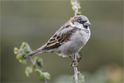 14th Apr 2023 - Sparrow