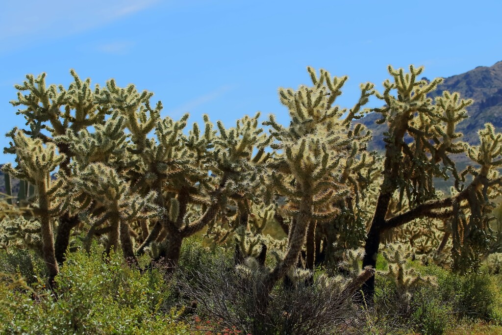 cholla cactus by blueberry1222