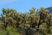 13th Apr 2023 - cholla cactus