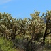 cholla cactus by blueberry1222