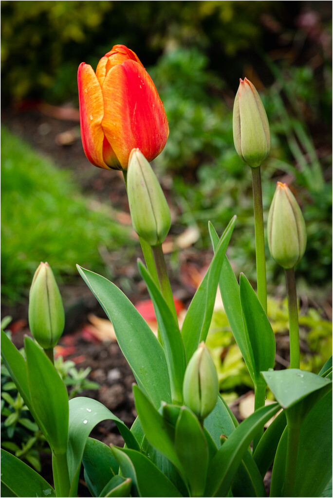 Tulips in the garden by clifford
