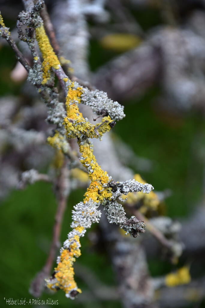Lichen by parisouailleurs