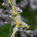Lichen by parisouailleurs