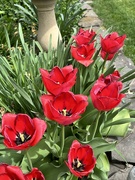 14th Apr 2023 - Tulips 
