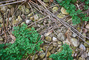 14th Apr 2023 - Sticks and Stones and Corydalis