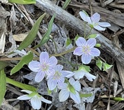 14th Apr 2023 - Wildflowers