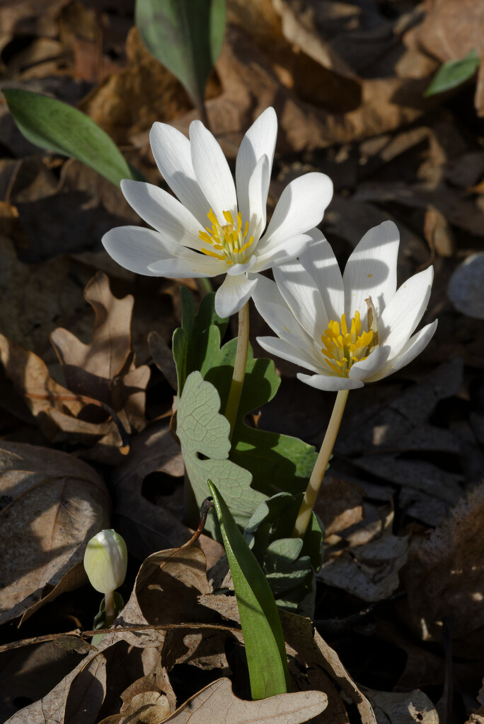 bloodroot by rminer