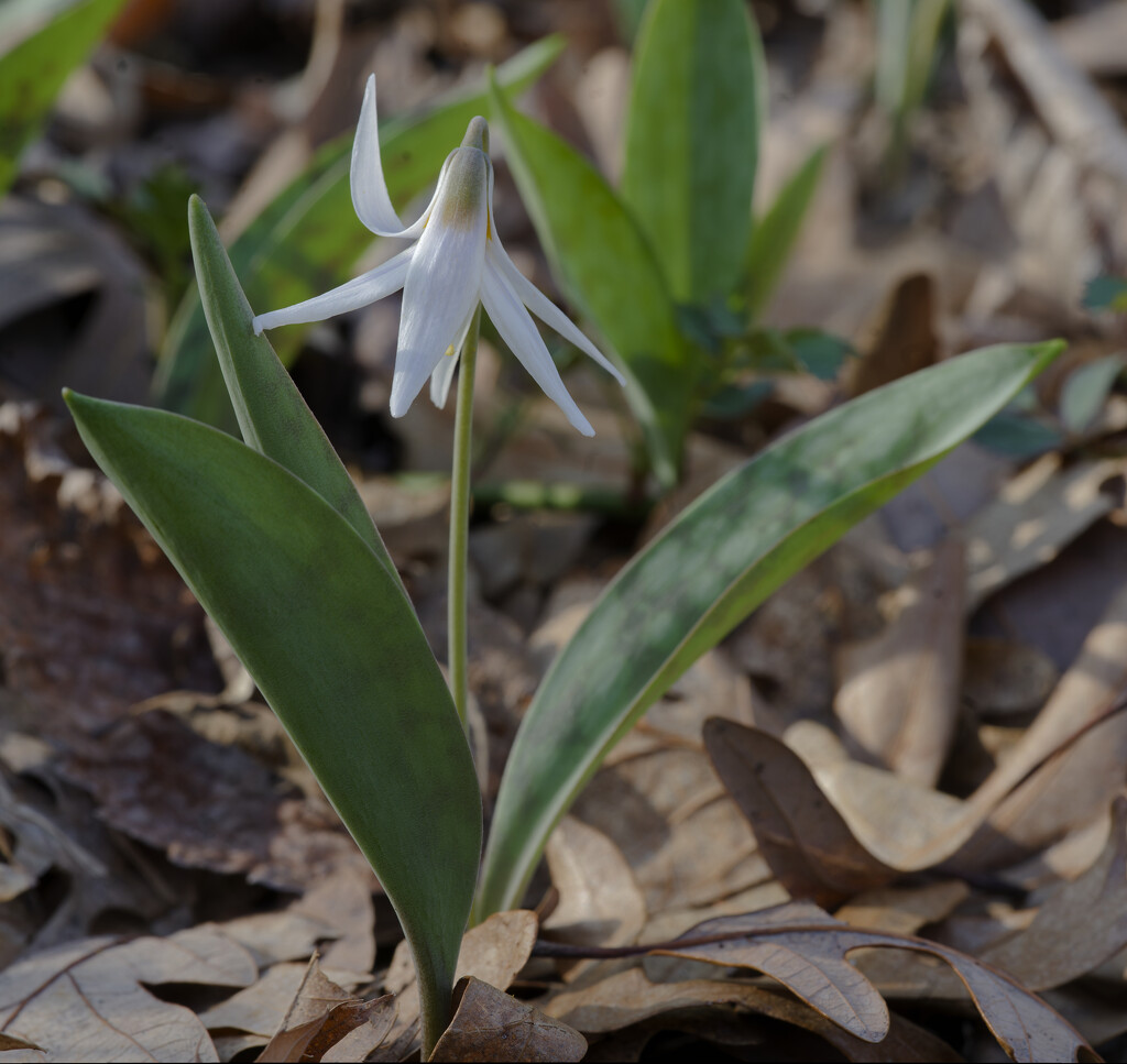 trout lily  by rminer