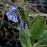 14th Apr 2023 - Virginia bluebells