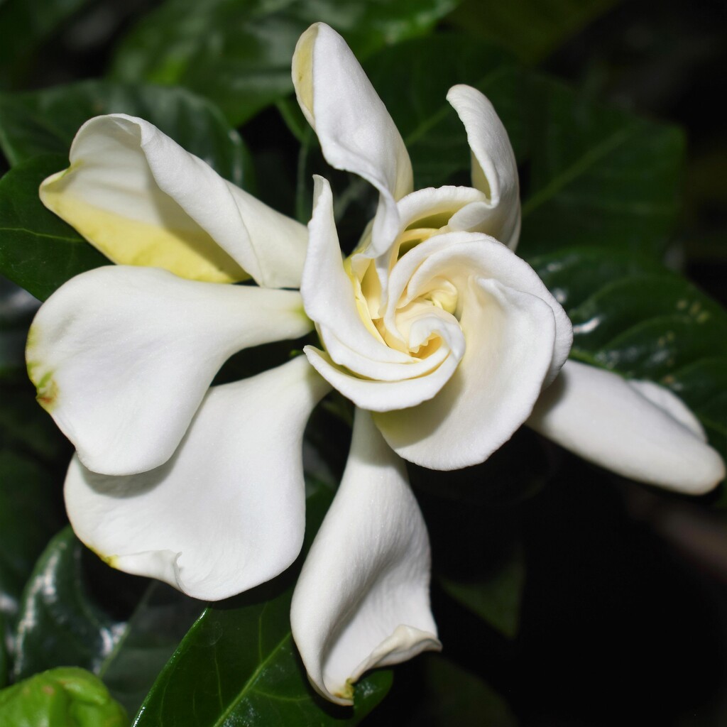 Gardenia 1 by sandlily