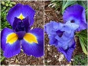 14th Apr 2023 - Iris Bloomed Yesterday