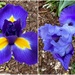 Iris Bloomed Yesterday by shutterbug49